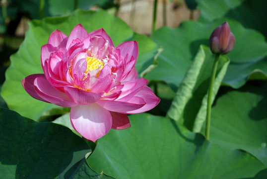 荷花  红花绿叶  荷花池