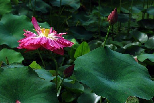 荷花池  水塘  莲花