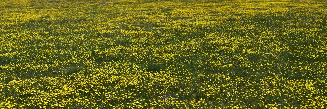 草原黄花