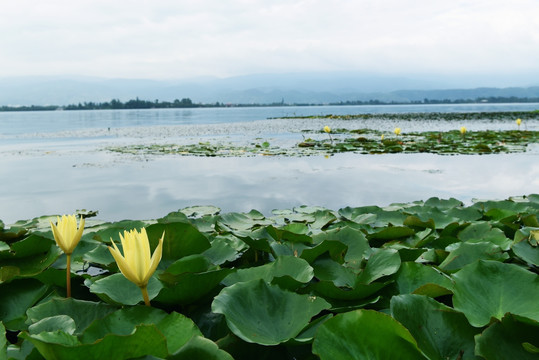 夏日风采