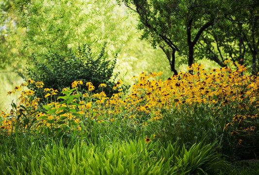 绿丛中的黄色小花