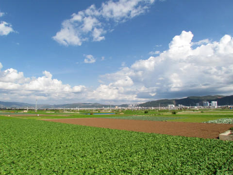 通海蔬菜种植