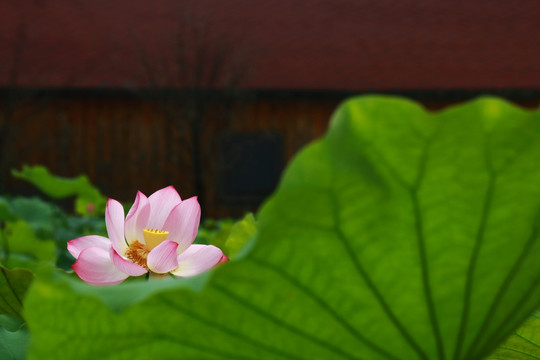 荷花