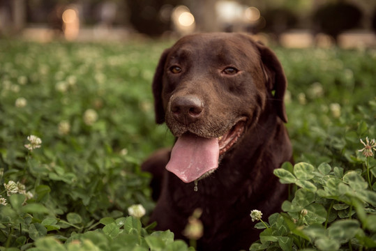 拉布拉多犬