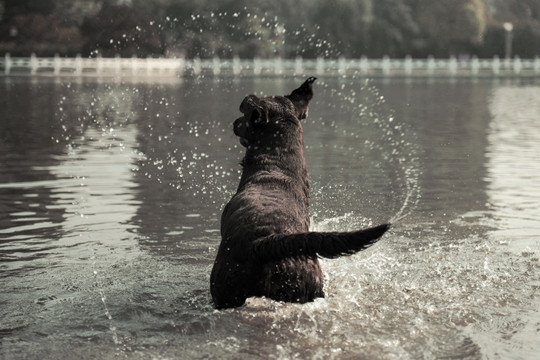 拉布拉多犬