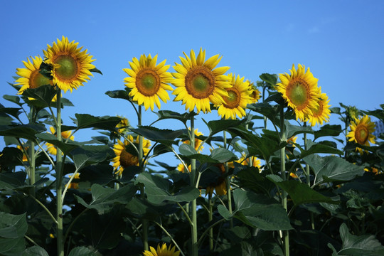 太阳花