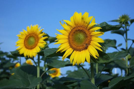 太阳花