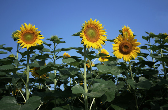 太阳花