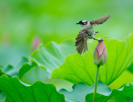 黄鹂鸟