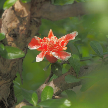 彩花石榴花