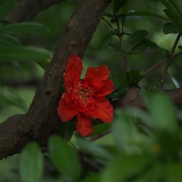 石榴花