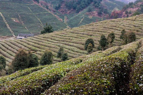 贵定县茶场