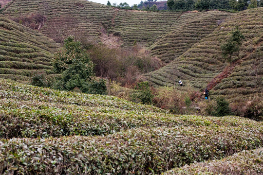 贵定县茶场