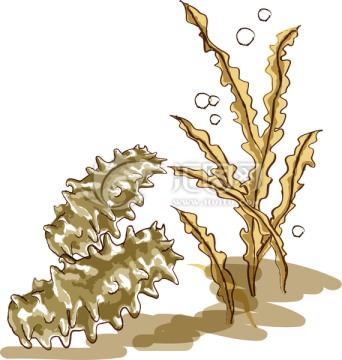 手繪海參海帶圖