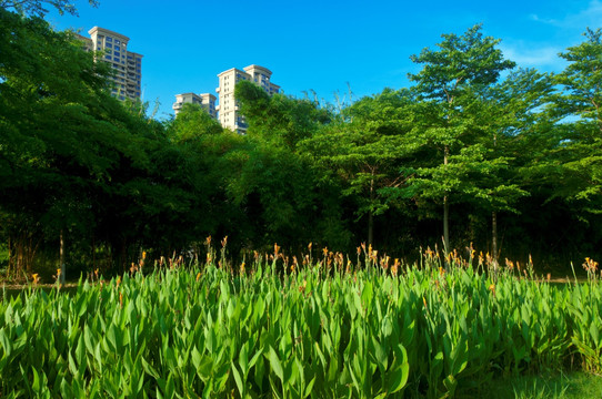 园林绿植布置