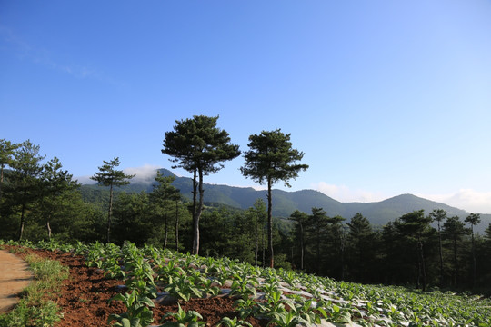 乡村风光