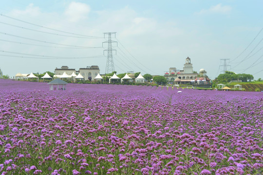 电线杆跨过紫色花田