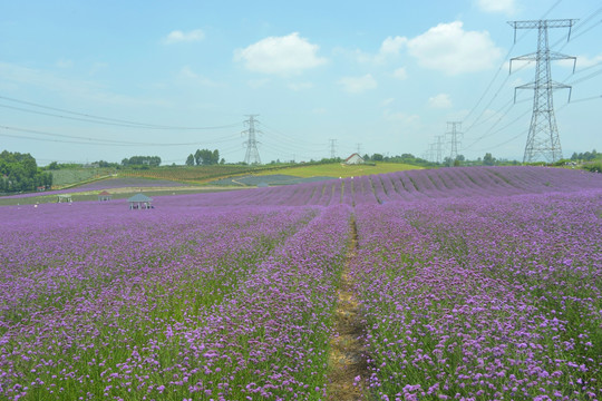 电线杆跨过紫色花田