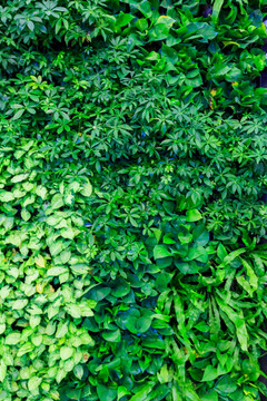 植物 植物墙