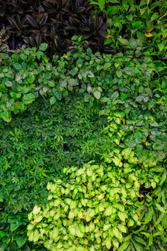 绿墙 绿叶背景墙 植物背景墙