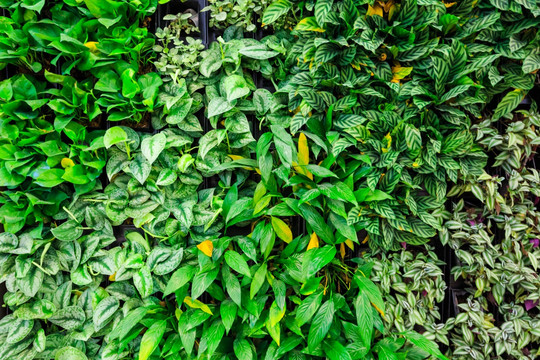 花墙 绿叶背景墙 植物背景墙