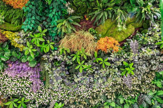 植物 植物墙