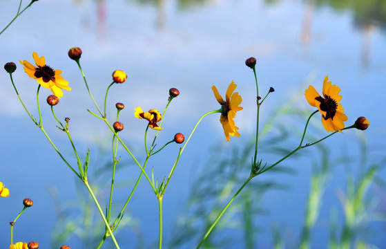 湖畔花草