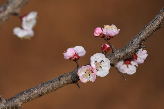 桃花