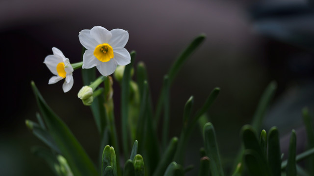 水仙花