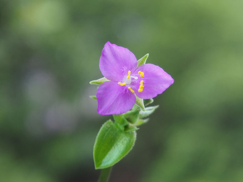 小紫花