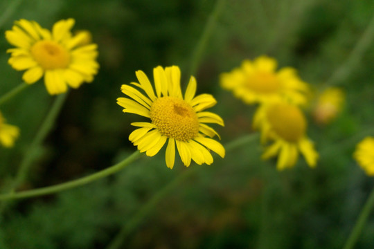 野菊花