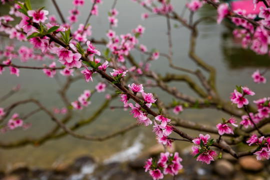 桃花