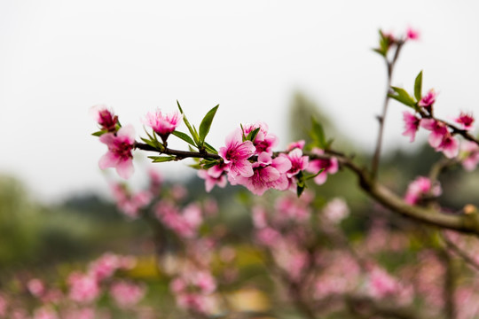 桃花