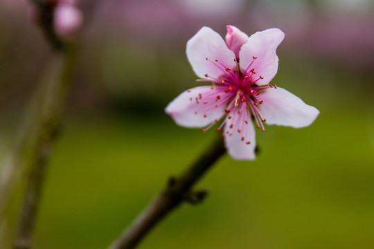 桃花