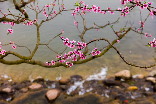 桃花