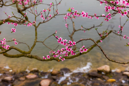 桃花