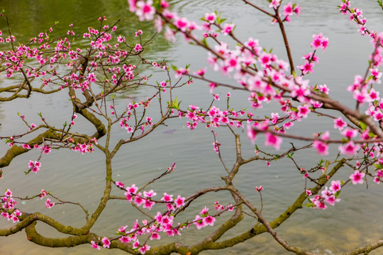 桃花