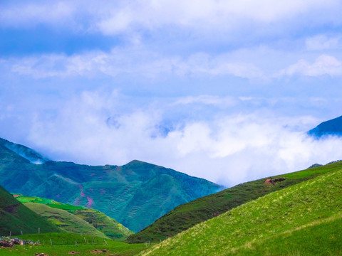 大海草山