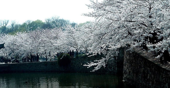 太湖樱花