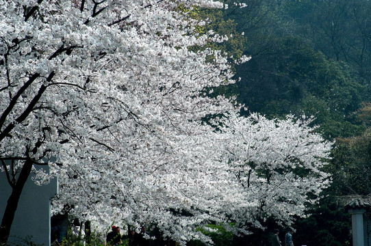 太湖樱花