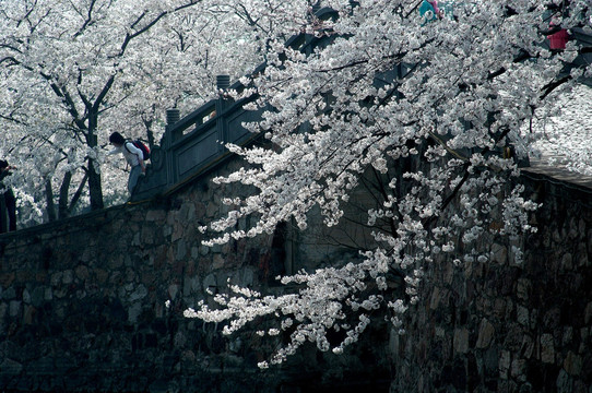 太湖樱花