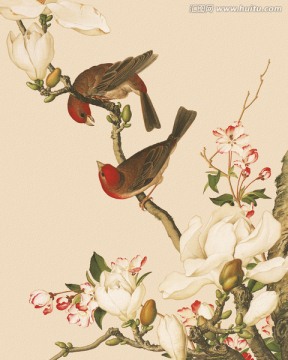 歷代名畫(huà) 花鳥(niǎo)國(guó)畫(huà)（未分層）