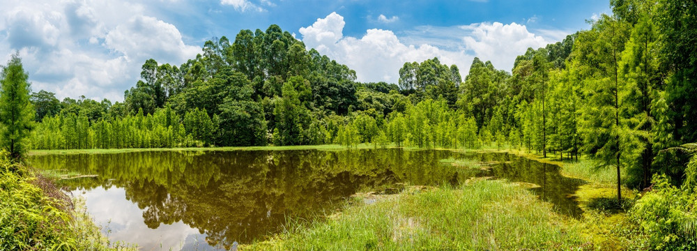 宽幅阳光森林湖景