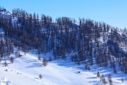 喀纳斯阿勒泰山区禾木雪景