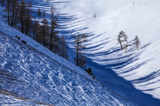 喀纳斯阿勒泰山区禾木雪景