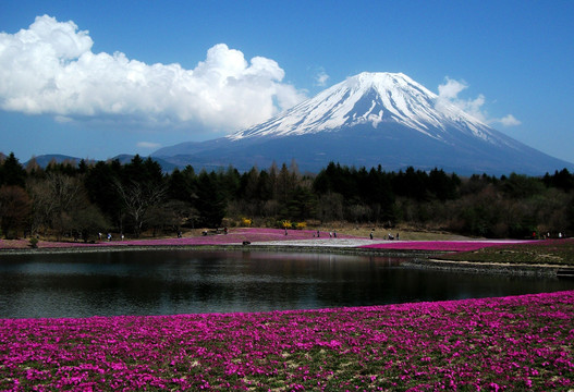 富士山花海湖光山色