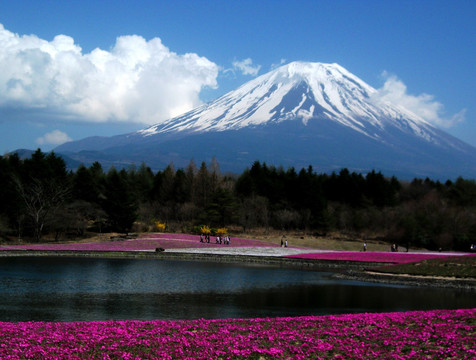 富士山花海湖光山色