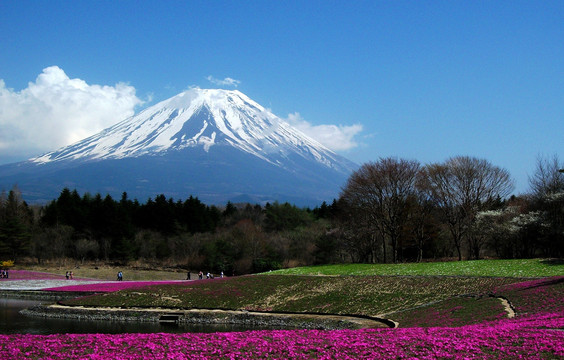 富士山花海湖光山色