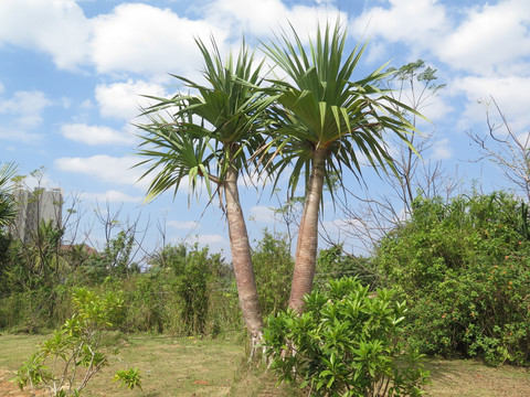 热带植物红刺露兜