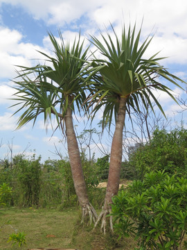 热带植物红刺露兜